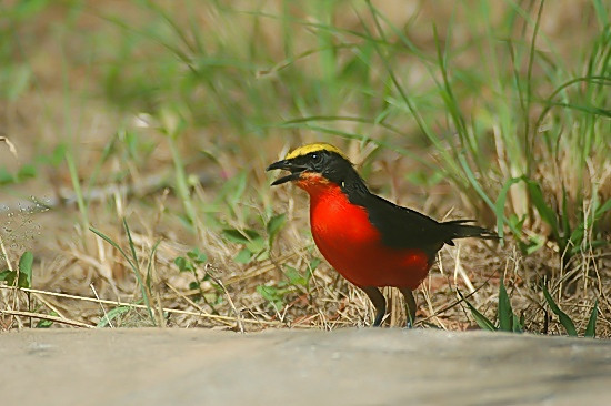 Yellow-Crowned Gonolek.JPG